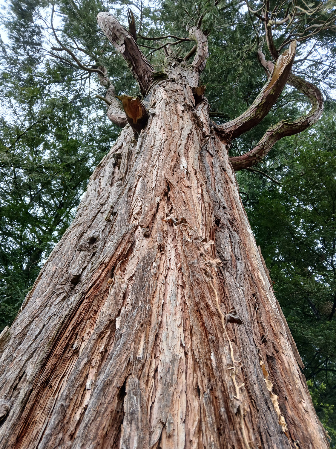 Calocedrus decurrens - Lindau (Bodensee)-Bad Schachen, Park beim Hotel Bad Schachen - April 2025