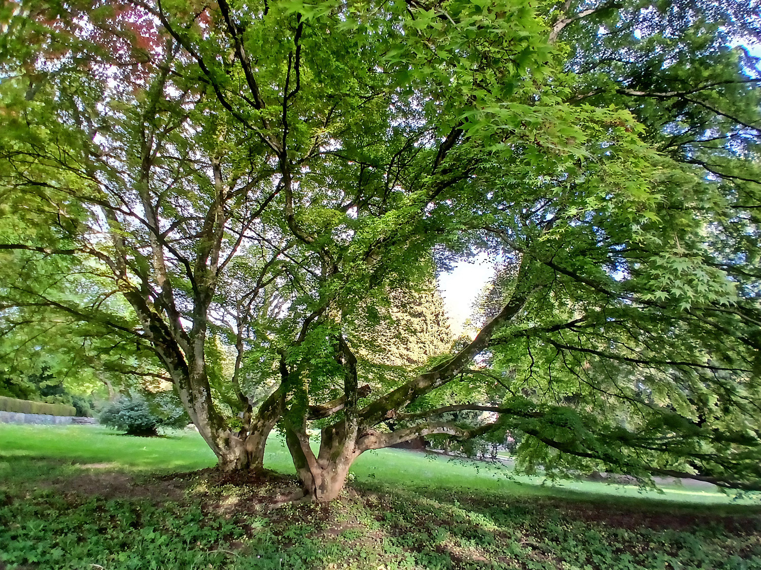 Acer palmatum - Lindau (Bodensee)-Bad Schachen, Park beim Hotel Bad Schachen - April 2025