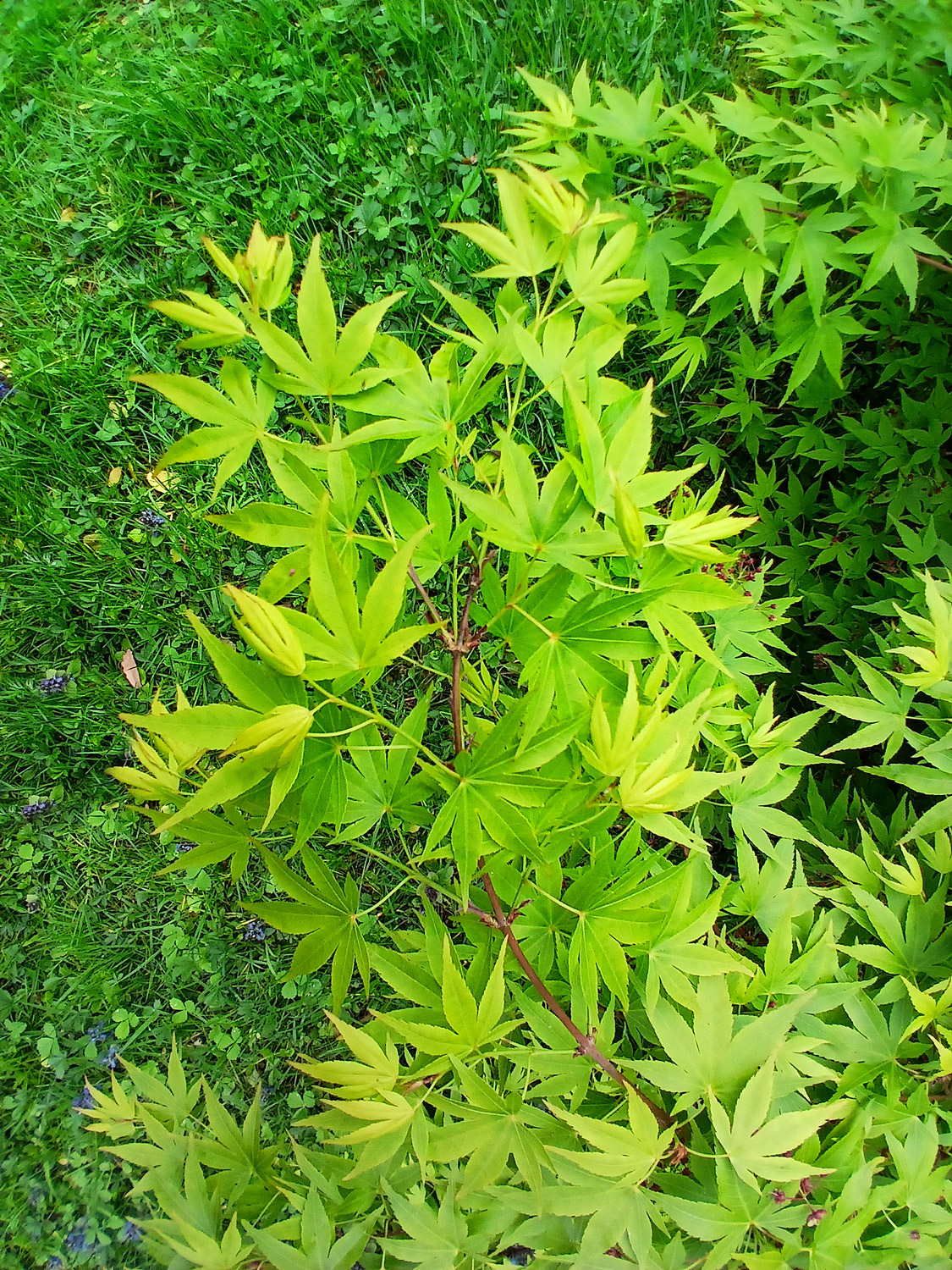Acer palmatum - Lindau (Bodensee)-Bad Schachen, Park beim Hotel Bad Schachen - April 2025