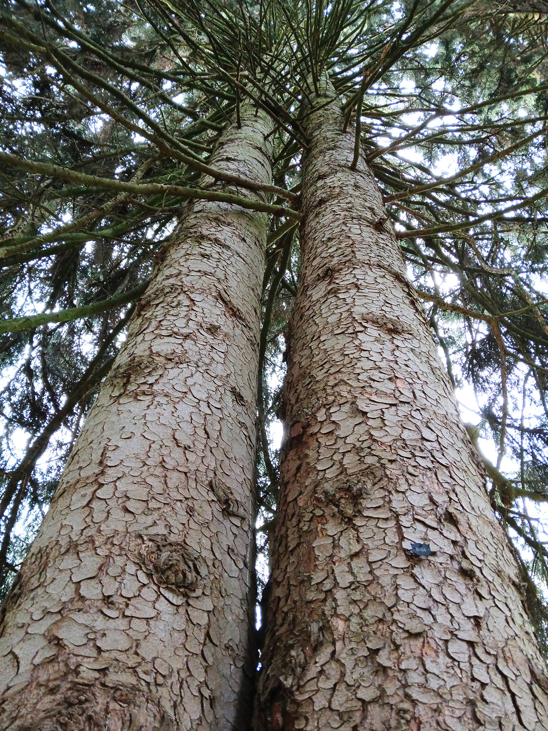 Picea orientalis - Lindau (Bodensee)-Bad Schachen, Park beim Hotel Bad Schachen - April 2025