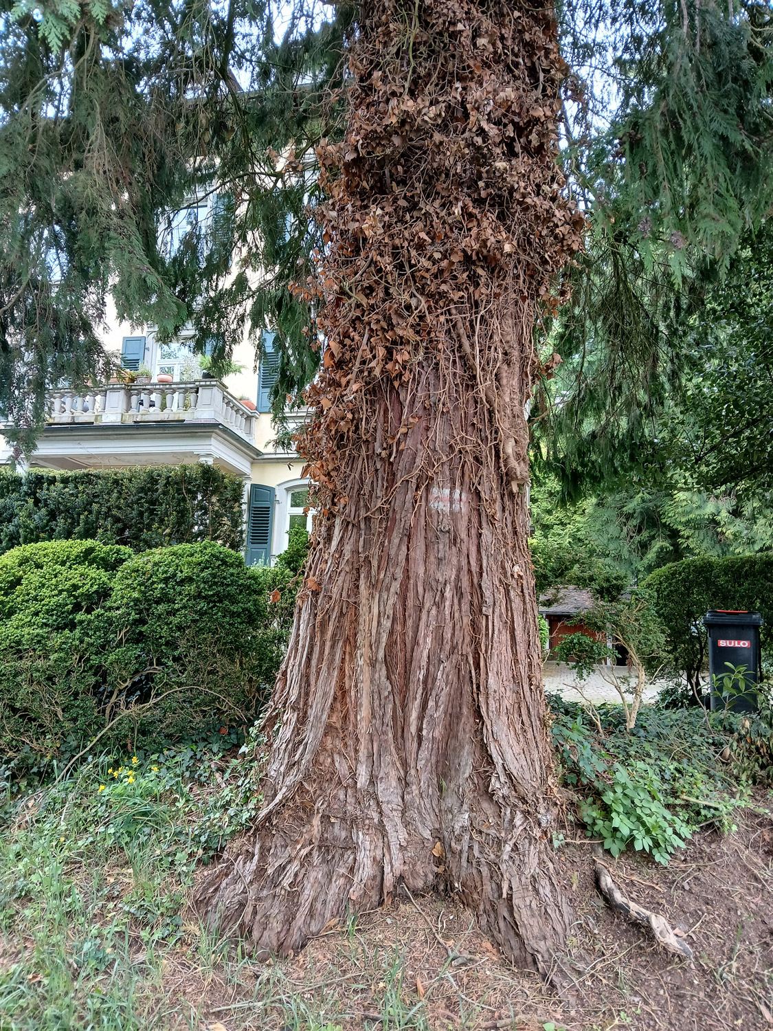 Chamaecyparis lawsoniana - Lindau (Bodensee)-Bad Schachen - April 2025