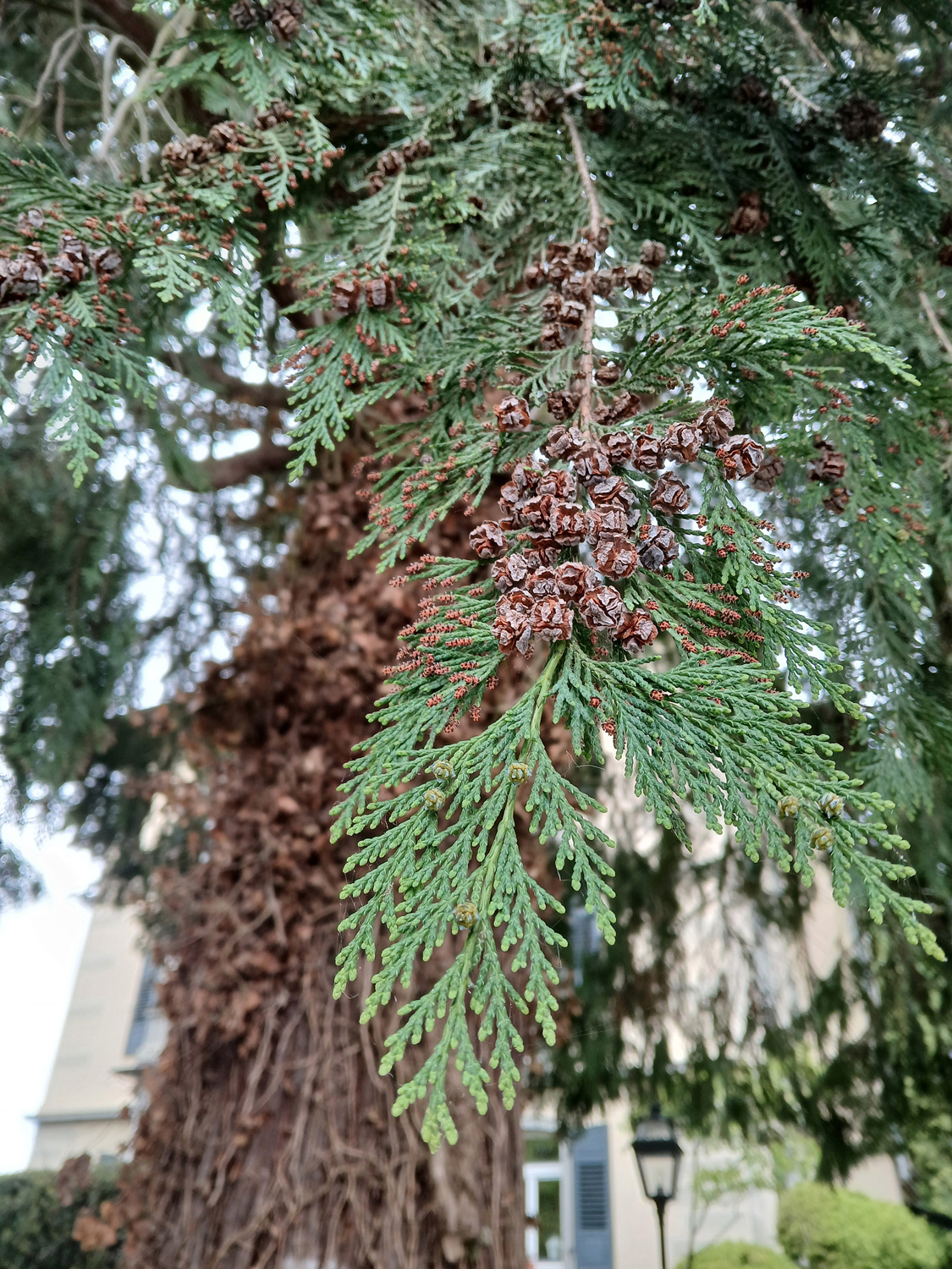 Chamaecyparis lawsoniana - Lindau (Bodensee)-Bad Schachen - April 2025