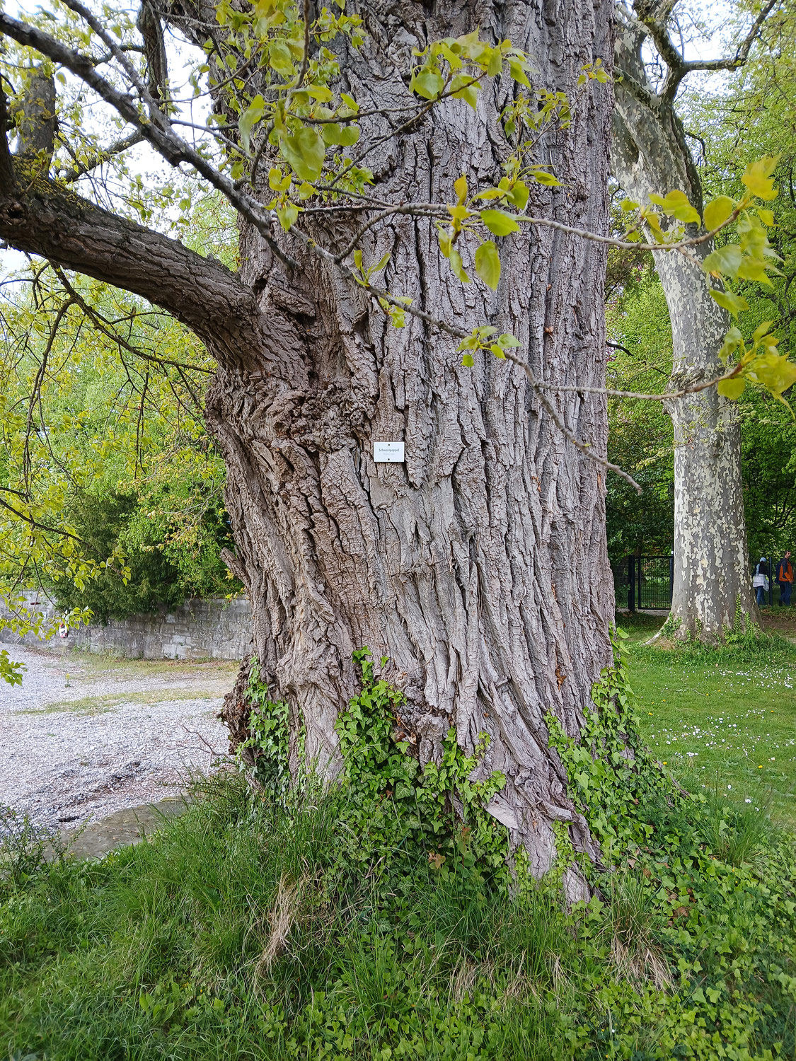 Populus nigra - Lindau (Bodensee)-Bad Schachen, Park Villa Alwind - April 2025