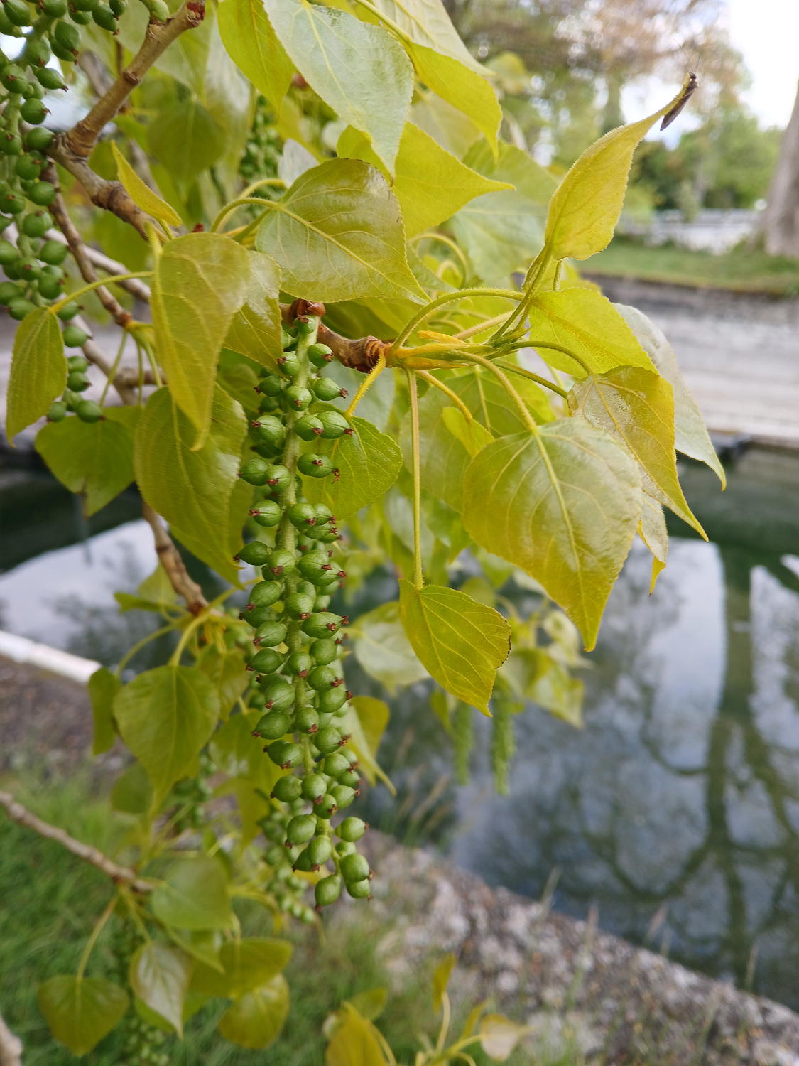 Populus nigra - Lindau (Bodensee)-Bad Schachen, Park Villa Alwind - April 2025