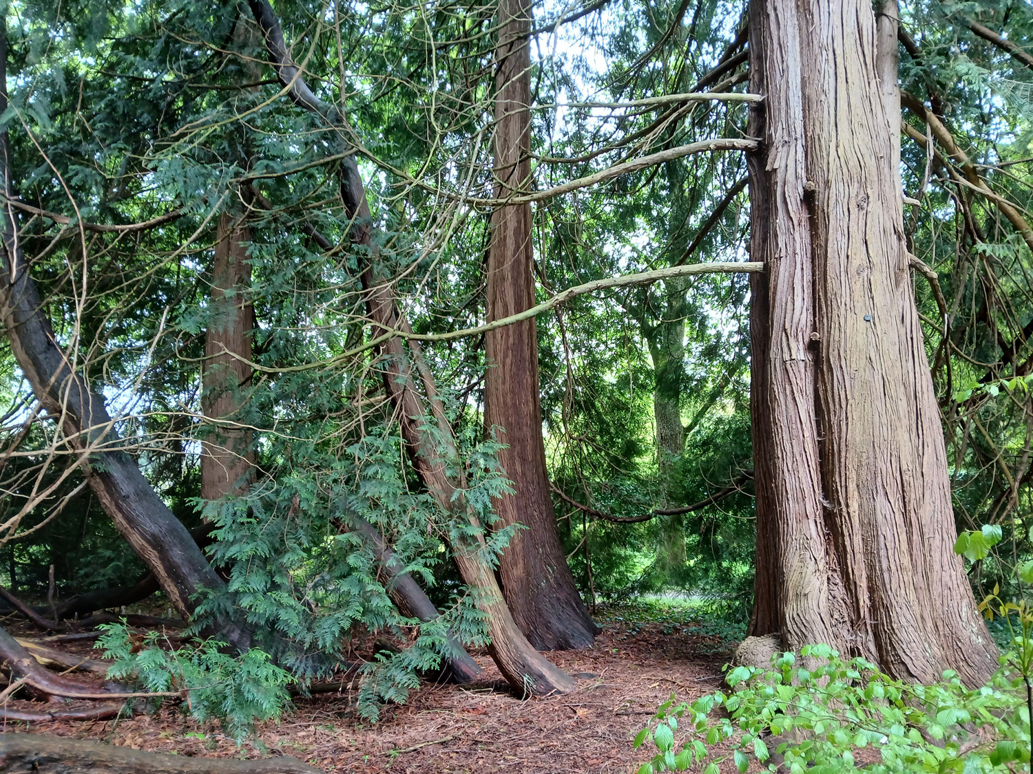 plicata Thuja