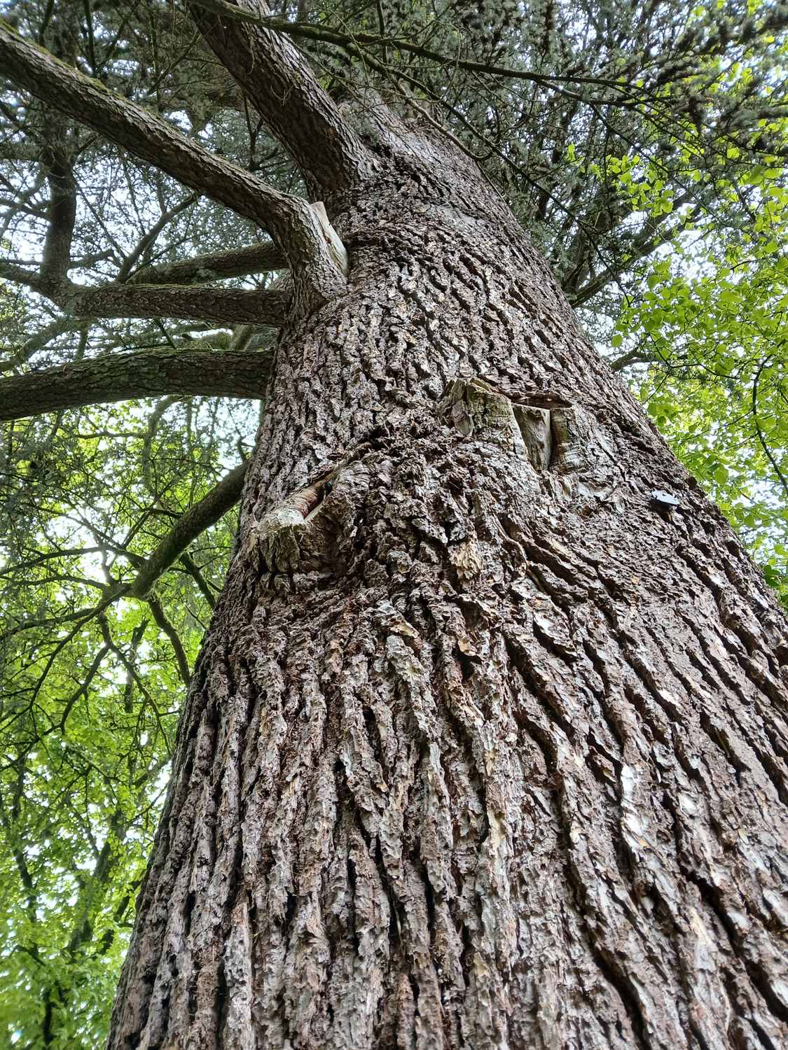 Cedrus atlantica - Lindau (Bodensee)-Bad Schachen, Hotelpark - April 2025
