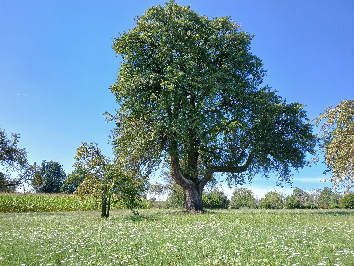 Pyrus communis 'Owener Mostbirne' - Kusterdingen - Sept. 2024
