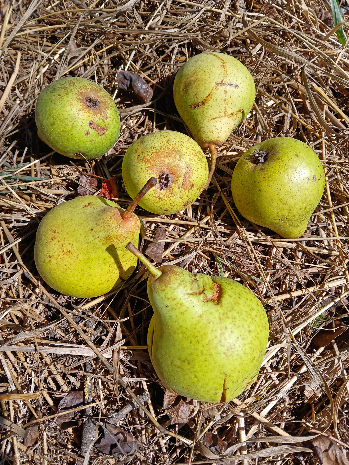 Pyrus communis 'Owener Mostbirne' - Kusterdingen - Sept. 2024