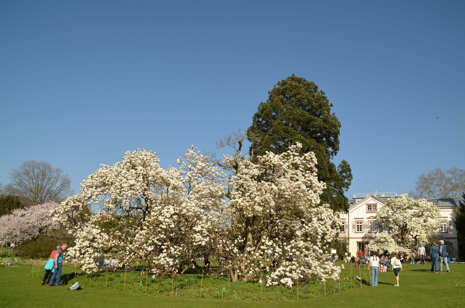 Magnolia × soulangeana 'Alba Superba' - Weinheim - März 2025