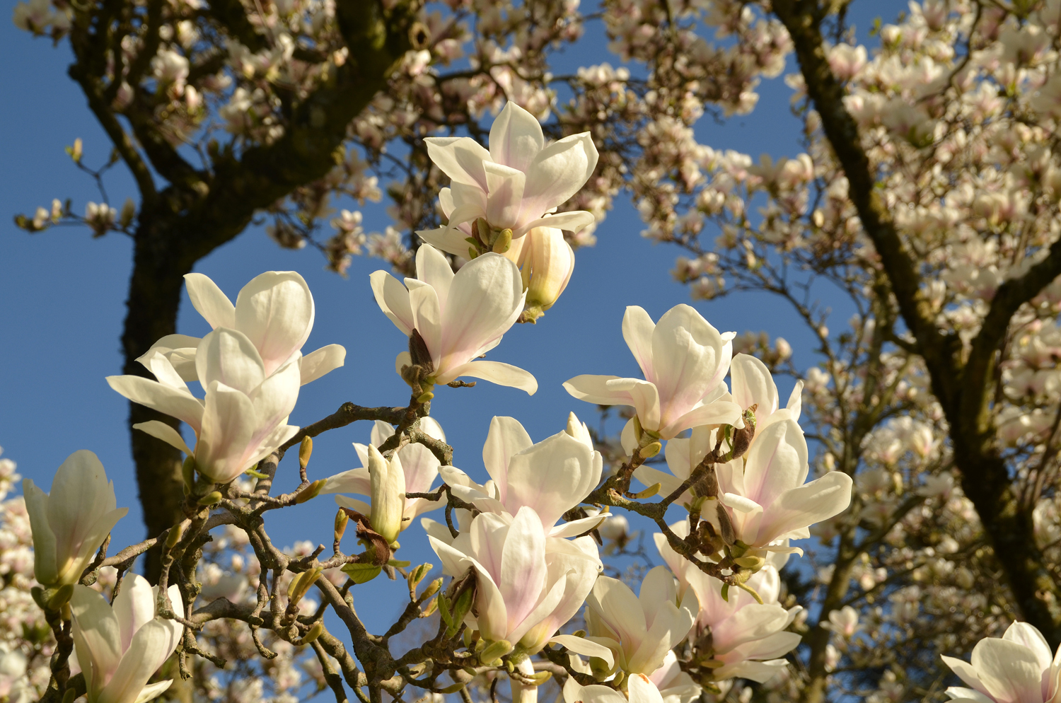 Magnolia × soulangeana 'Alba Superba' - Weinheim - März 2025