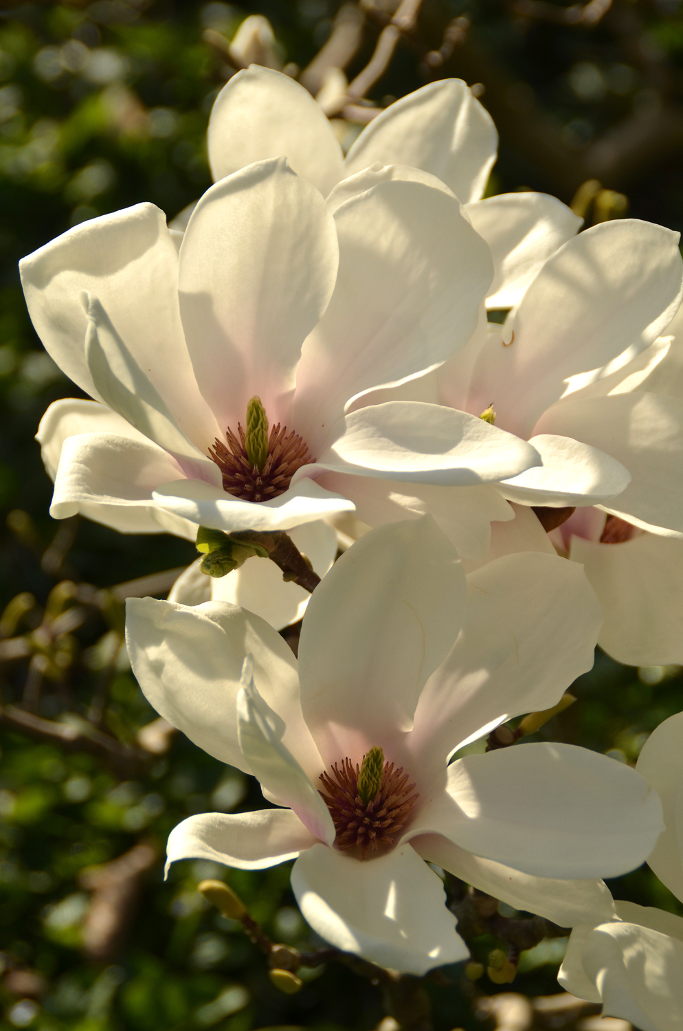 Magnolia × soulangeana 'Alba Superba' - Weinheim - März 2025