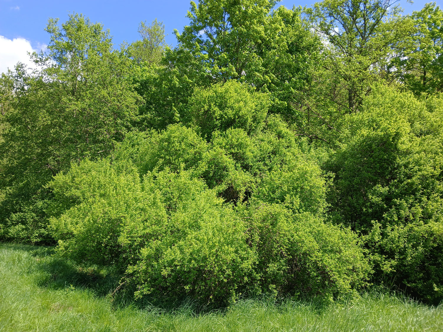 Prunus spinosa