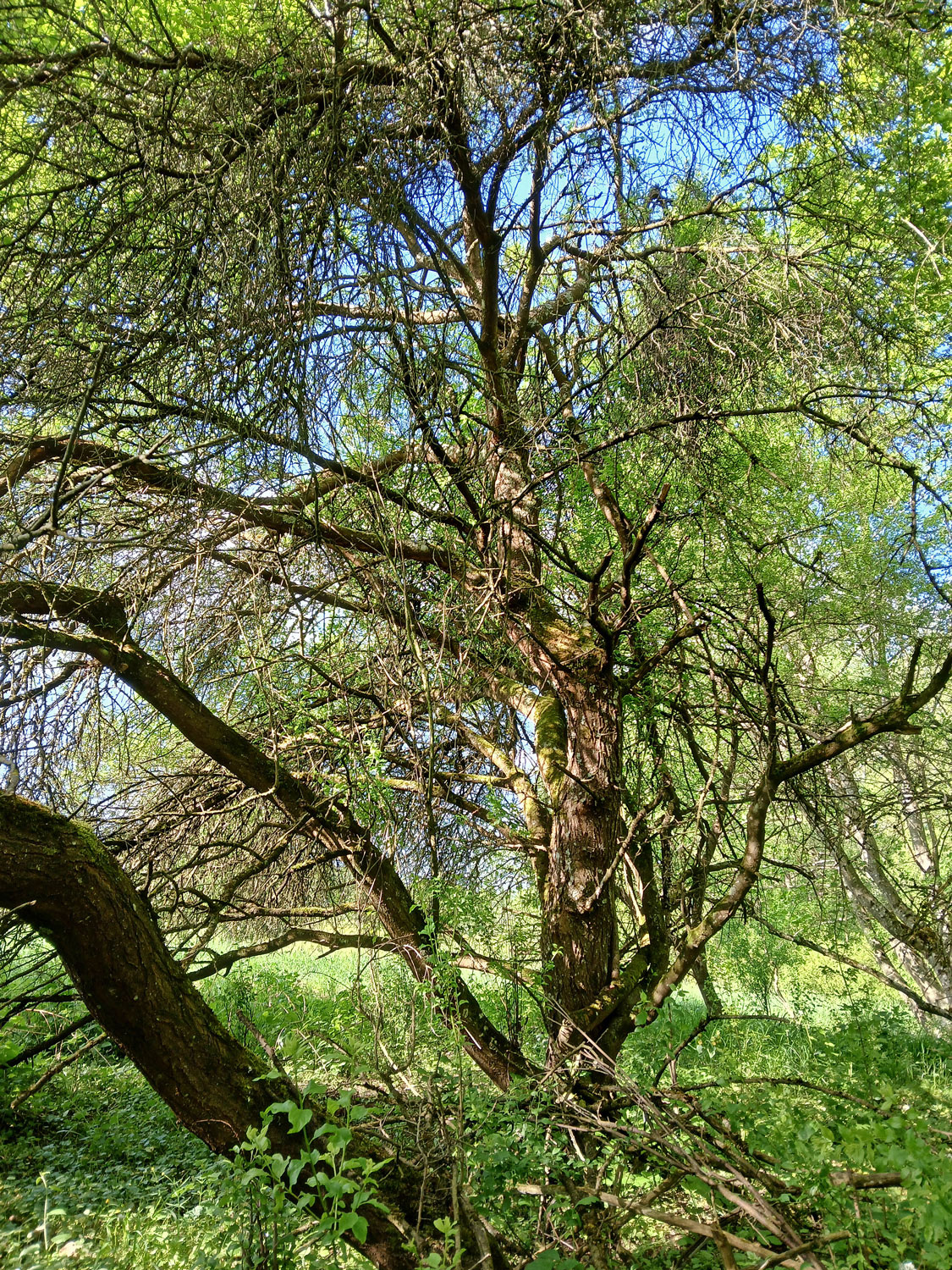 Prunus spinosa - Reutlingen, NSG Listhof - Mai 2025