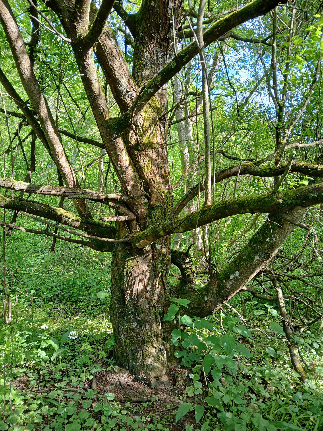 Prunus spinosa - Reutlingen, NSG Listhof - Mai 2025