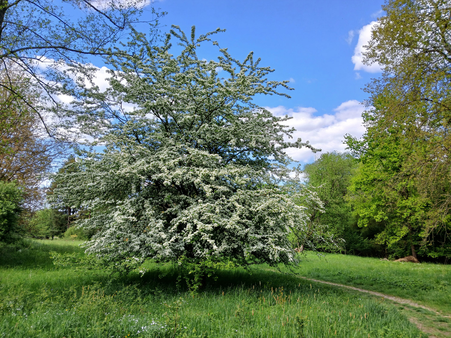 × subsphaerica Crataegus