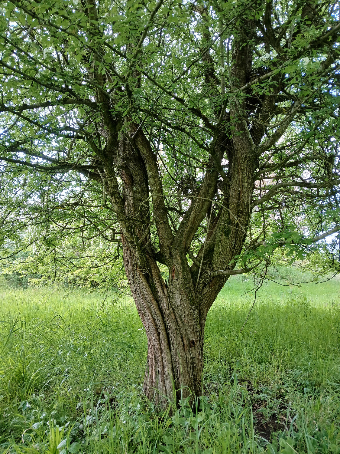 Crataegus × subsphaerica - Reutlingen, NSG Listhof - Mai 2025