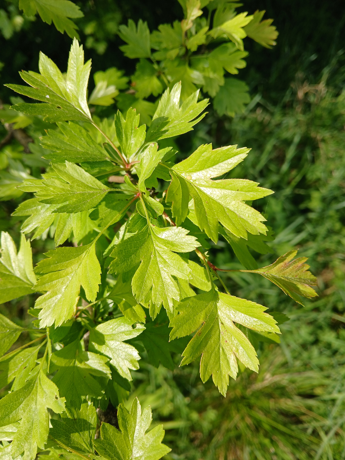 Crataegus × subsphaerica - Reutlingen, NSG Listhof - Mai 2025
