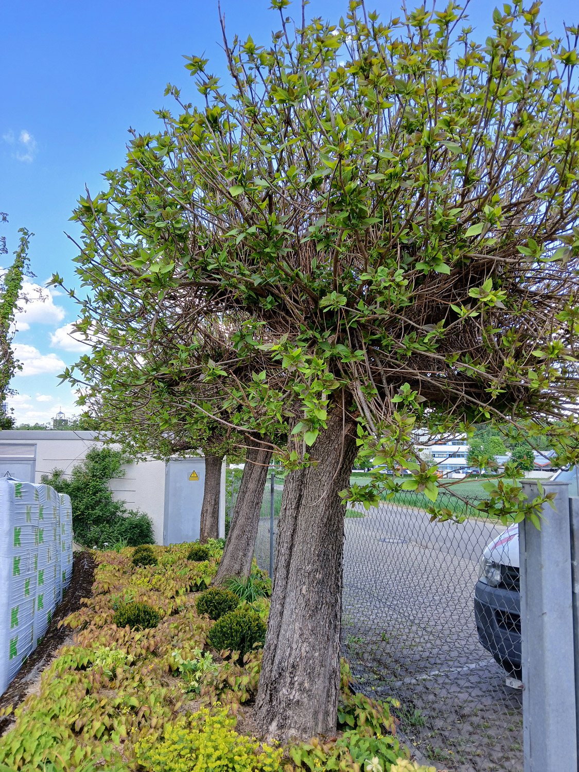 Kugel-Trompetenbaum - Reutlingen, Baumschule Leibssle - Mai 2025