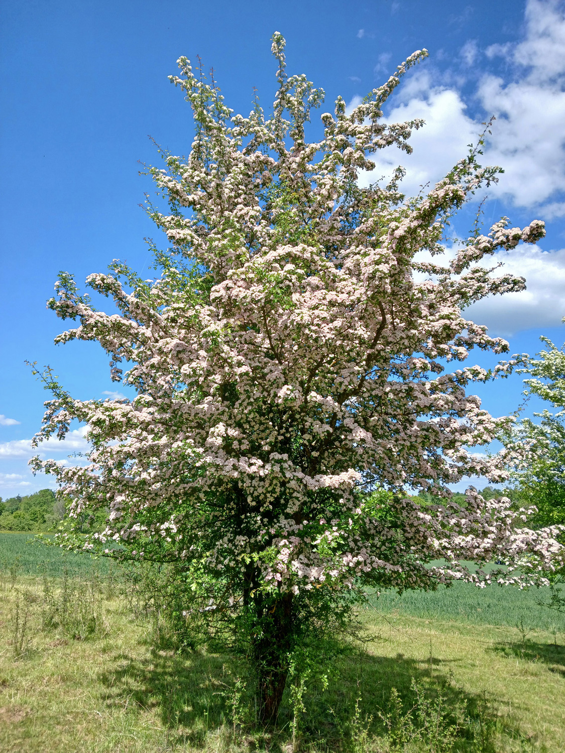 'Rosea' Crataegus monogyna
