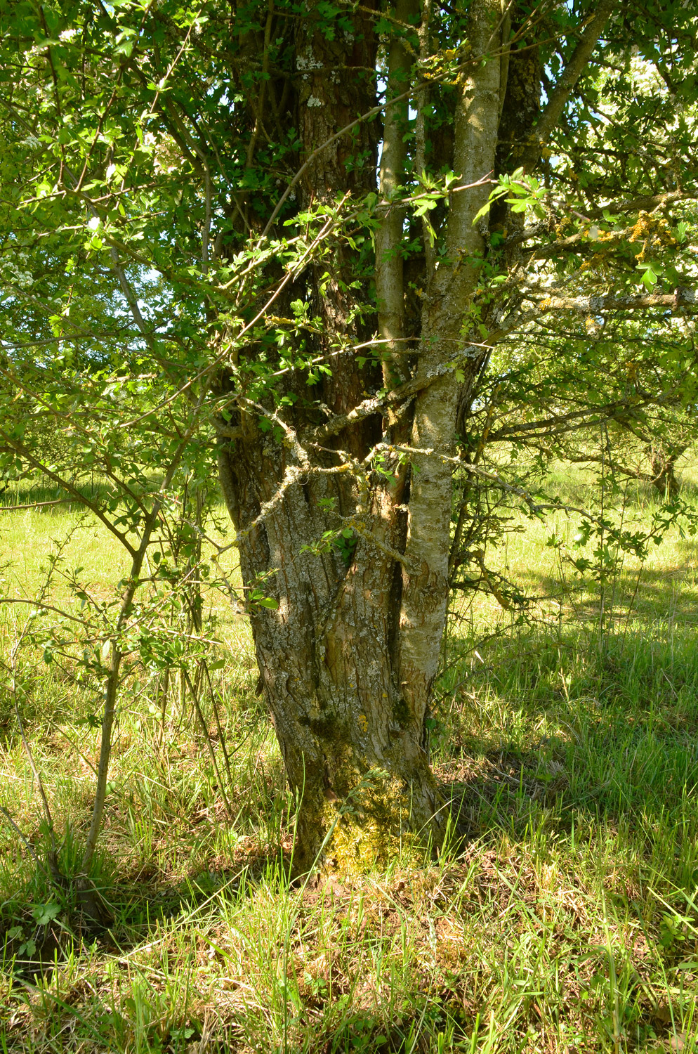 Crataegus monogyna 'Rosea' - Reutlingen, NSG Listhof - Mai 2025