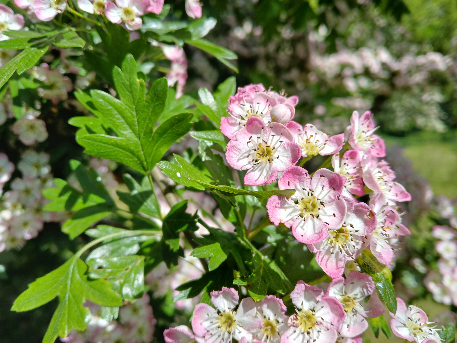 Crataegus monogyna 'Rosea' - Reutlingen, NSG Listhof - Mai 2025