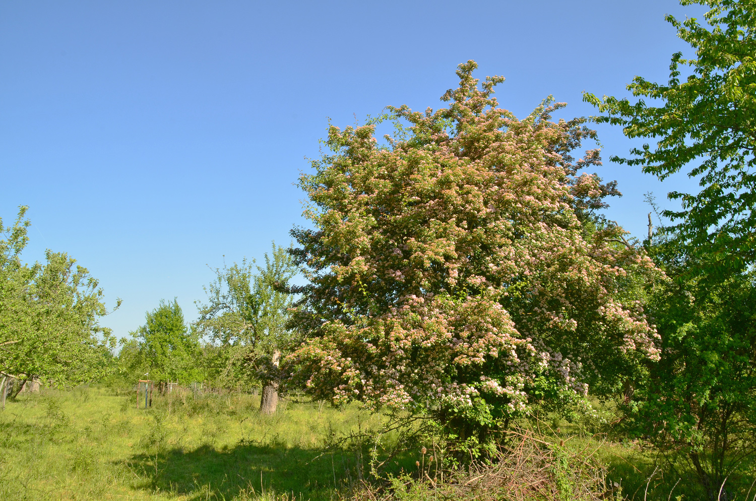 'Rosea' Crataegus monogyna