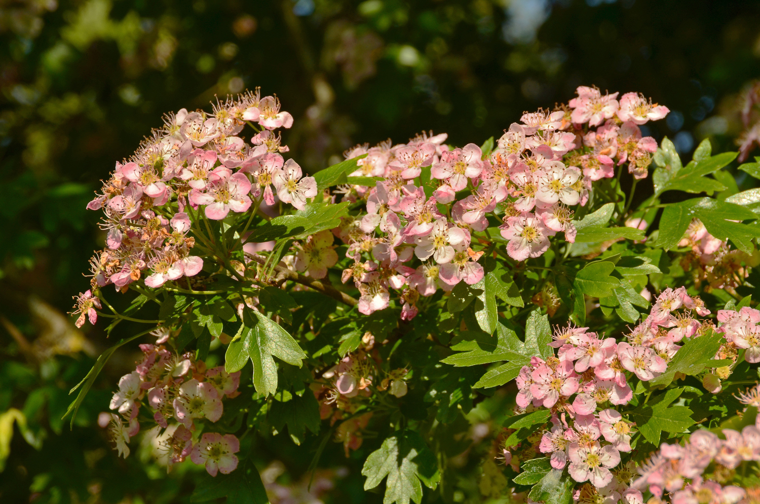 Crataegus monogyna 'Rosea' - Reutlingen, NSG Listhof - Mai 2025
