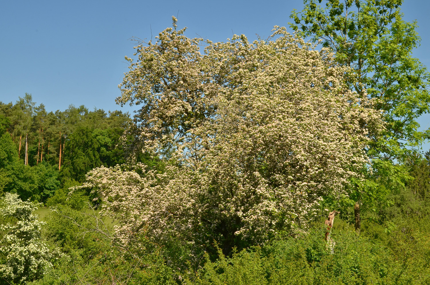 'Rosea' Crataegus monogyna