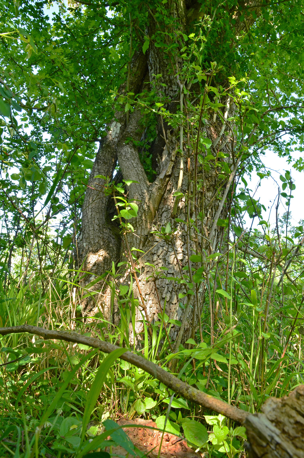 Crataegus monogyna 'Rosea' - Reutlingen, NSG Listhof - Mai 2025