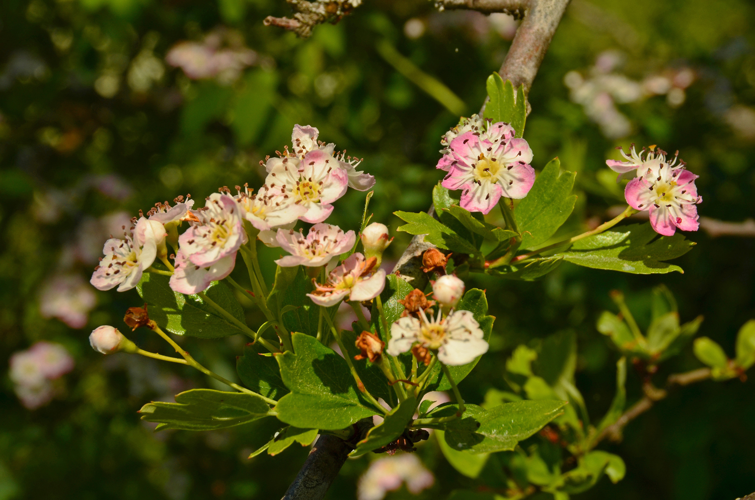 Crataegus monogyna 'Rosea' - Reutlingen, NSG Listhof - Mai 2025