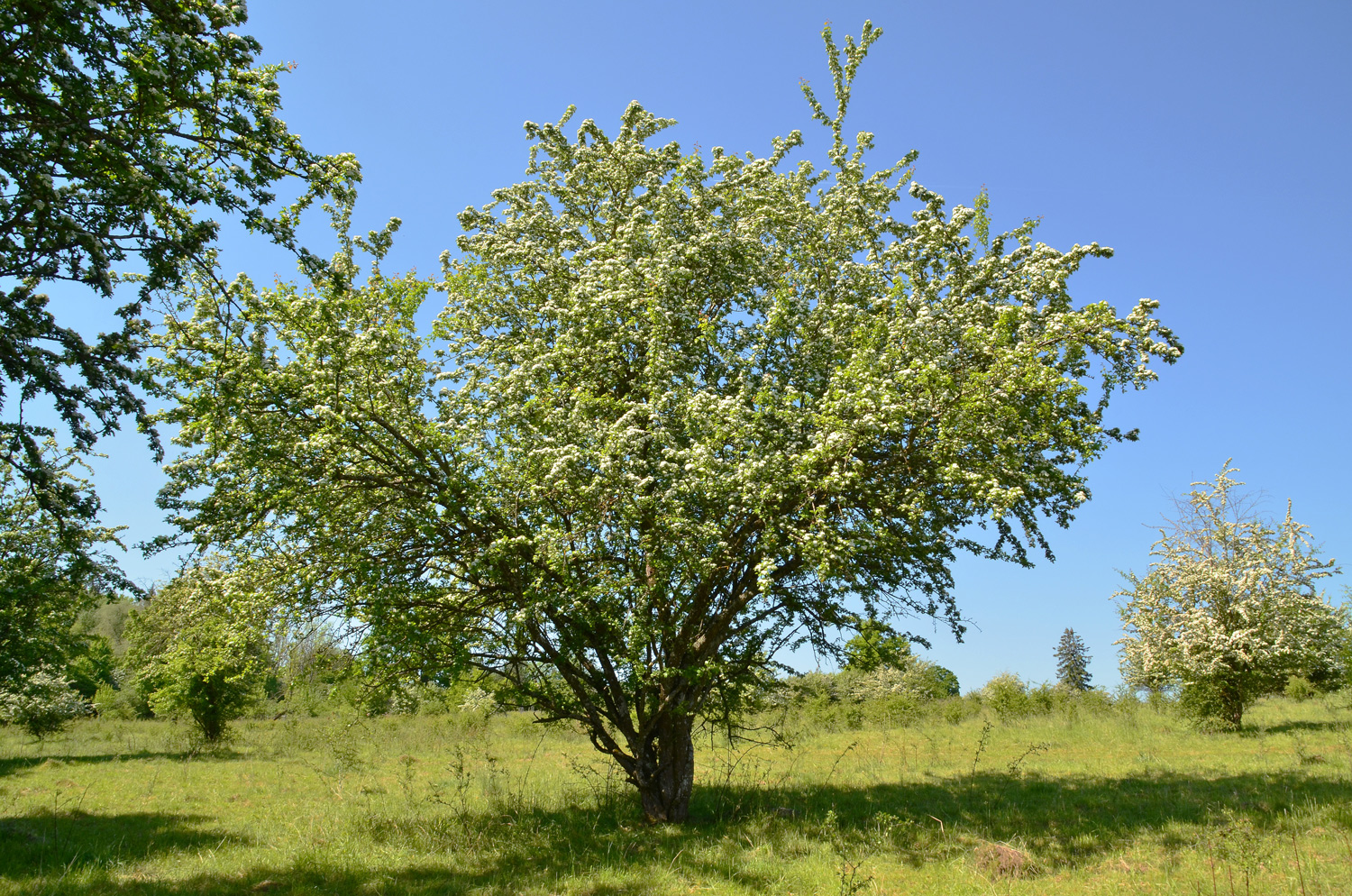× subsphaerica Crataegus