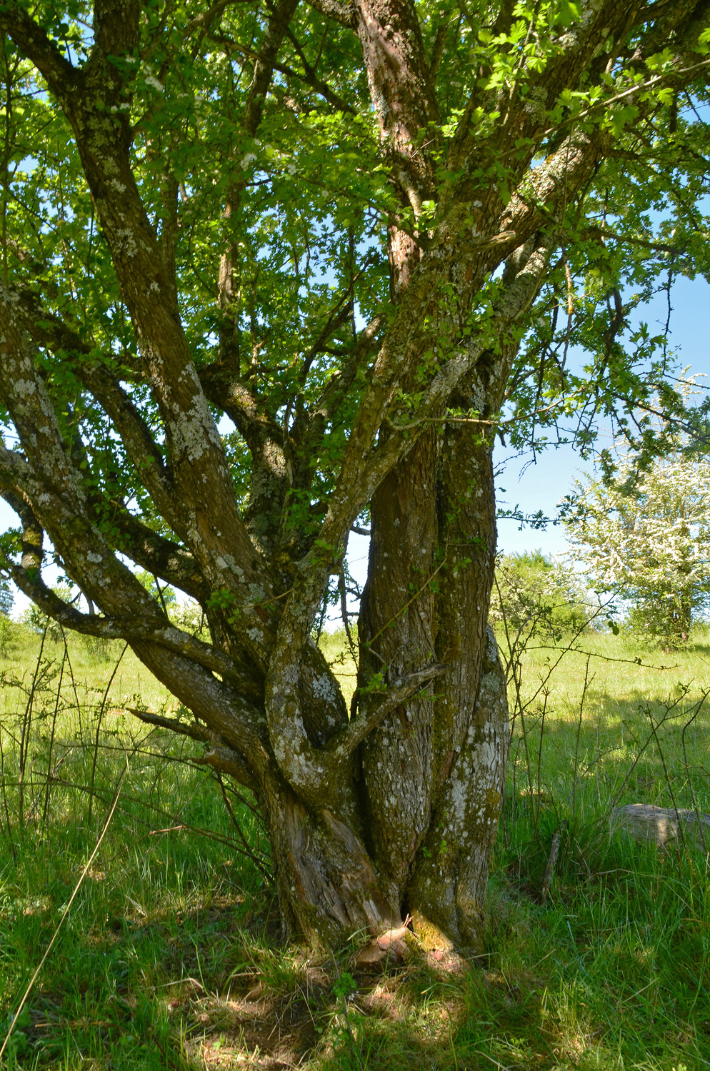 Crataegus × subsphaerica - Reutlingen, NSG Listhof - Mai 2025
