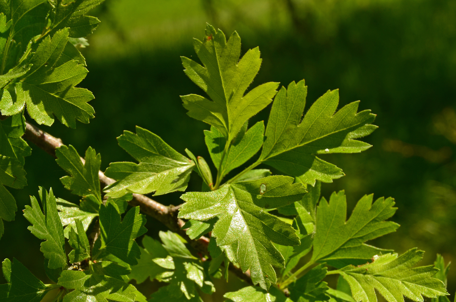 Crataegus × subsphaerica - Reutlingen, NSG Listhof - Mai 2025