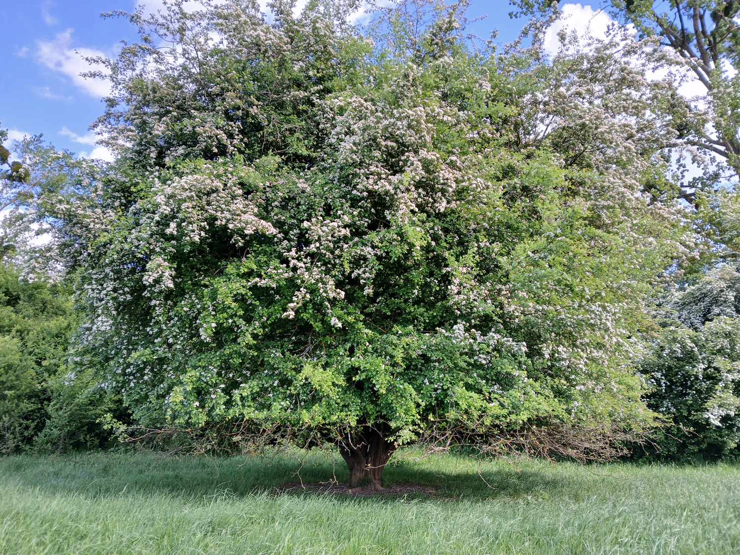× subsphaerica Crataegus