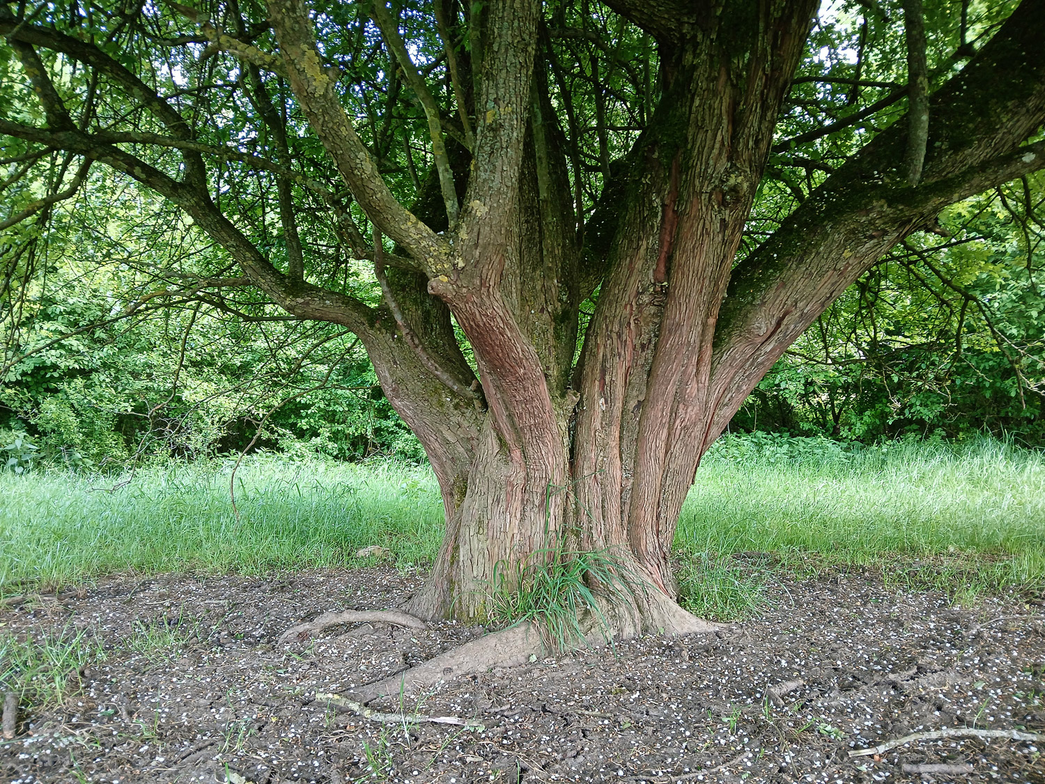 Crataegus × subsphaerica - Reutlingen, NSG Listhof - Mai 2025