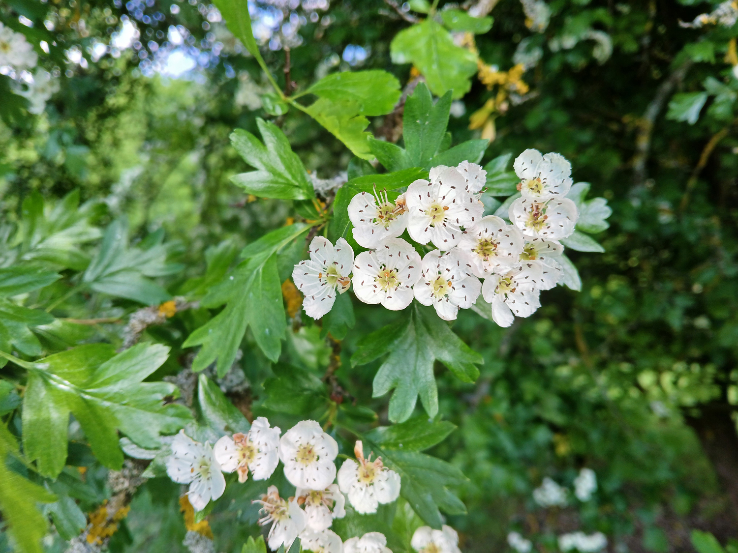 Crataegus × subsphaerica - Reutlingen, NSG Listhof - Mai 2025