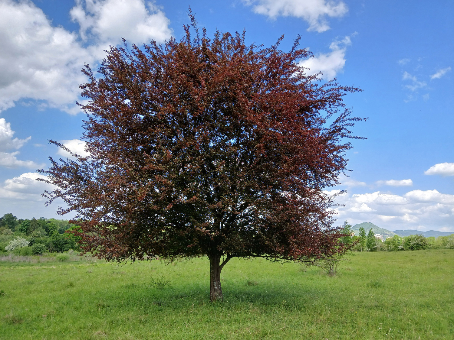 cerasifera Prunus Sorte unbestimmt