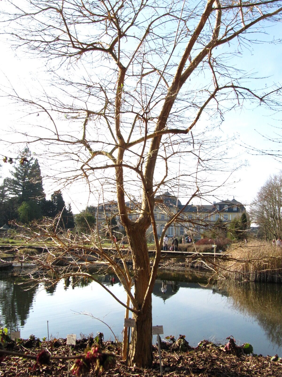 Heptacodium miconioides - Bonn - März 2025