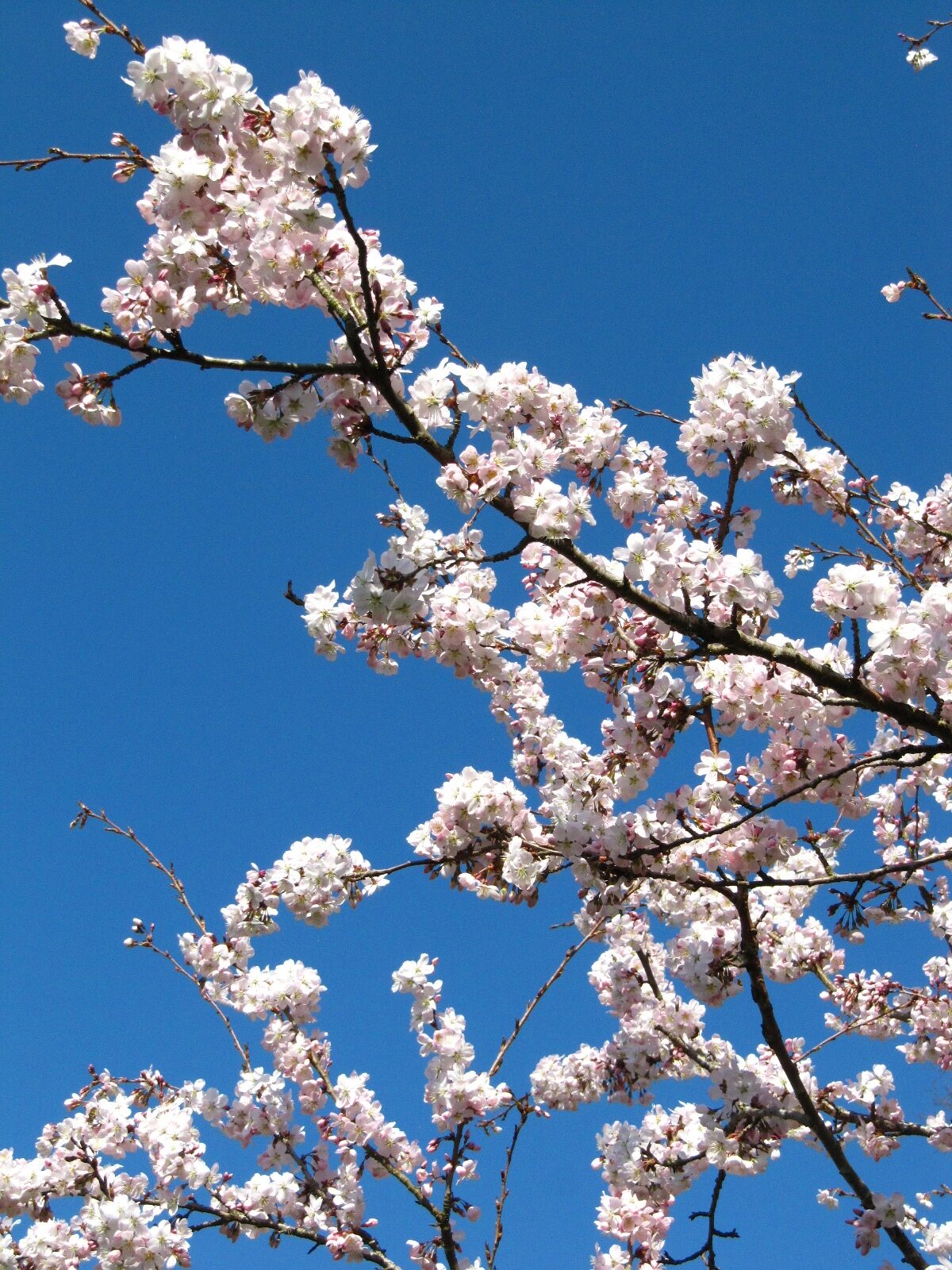 Prunus × subhirtella 'Fukubana' - Bot. Garten Bremen - März 2025