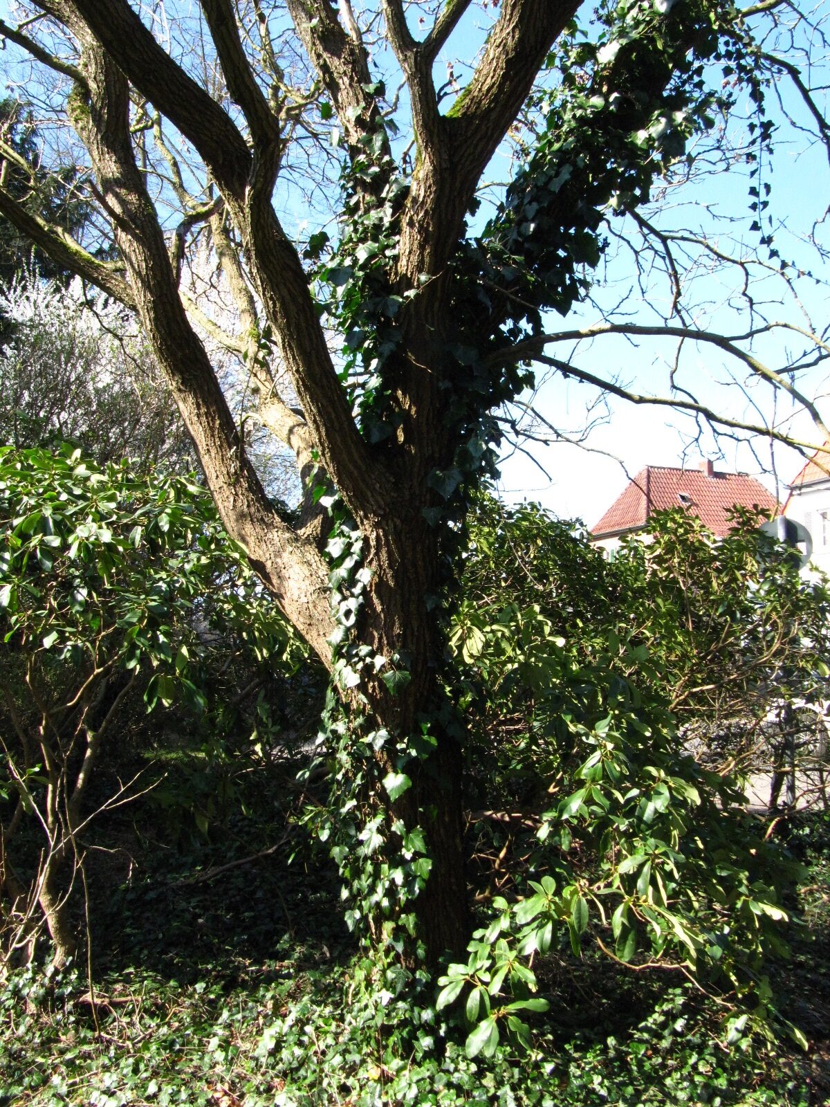 Koelreuteria paniculata - Allmerspark Bremen - März 2025