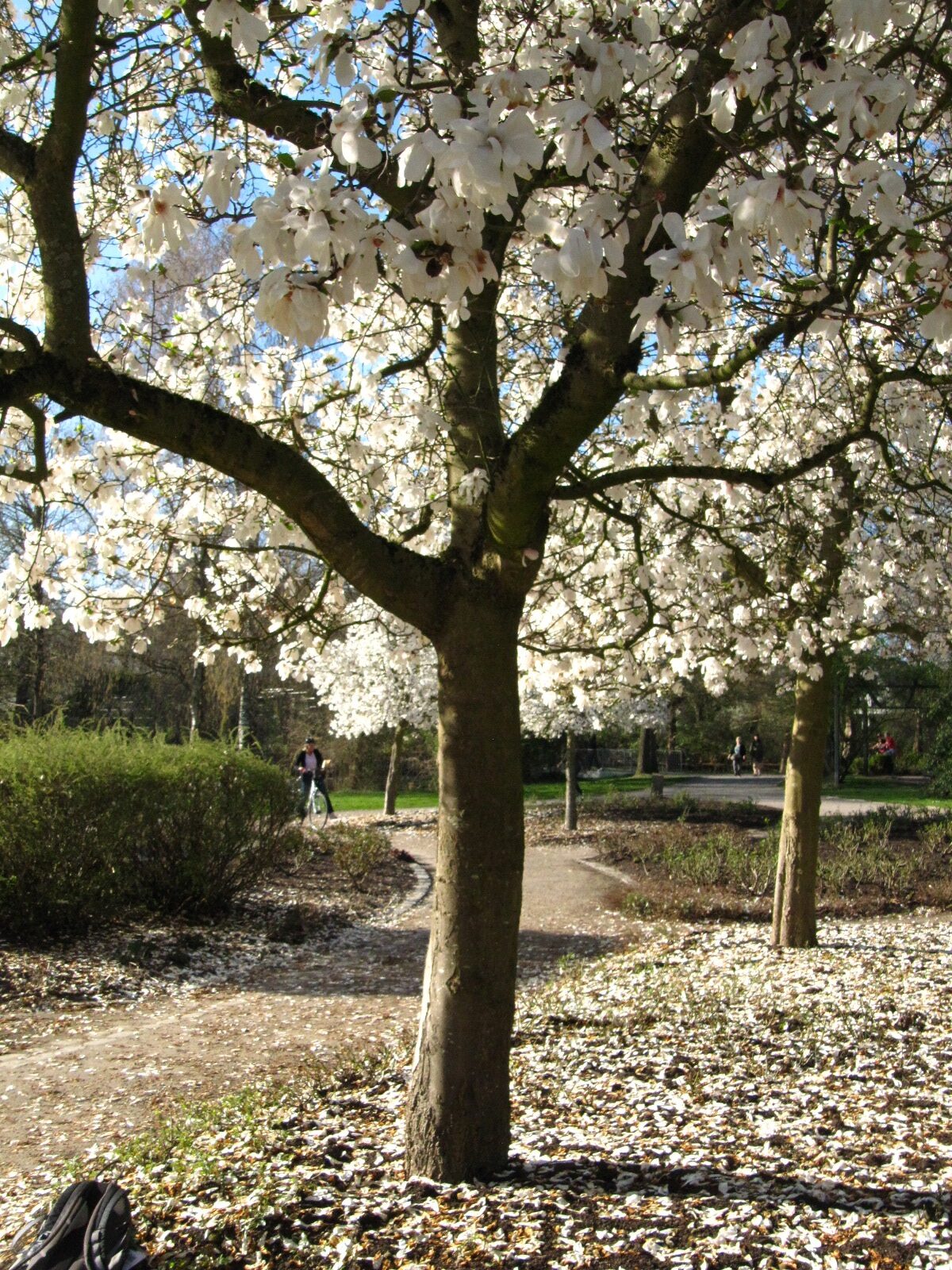 Magnolia × loebneri 'Merill' - Bremen-Horn-Lehe - April 2025