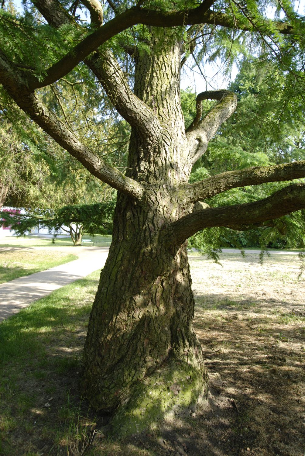 amabilis Pseudolarix