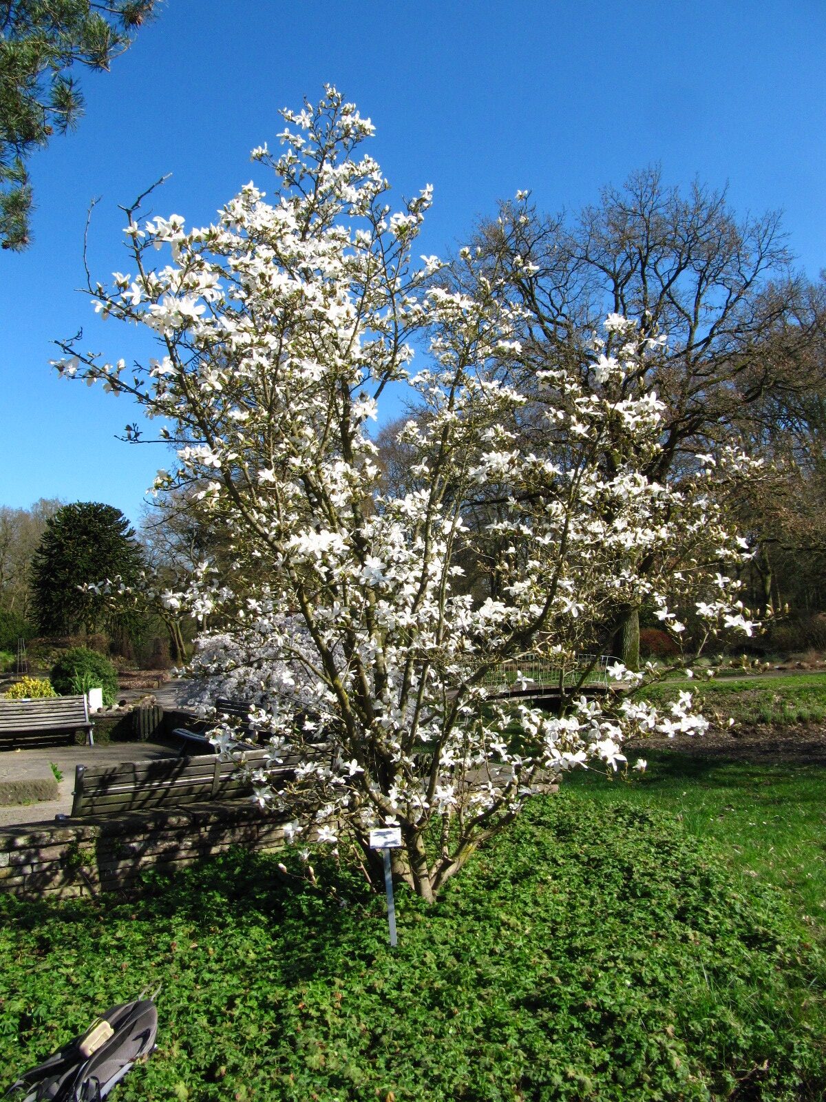Magnolia × loebneri 'Snowdrift' - Bremen-Horn-Lehe - April 2025