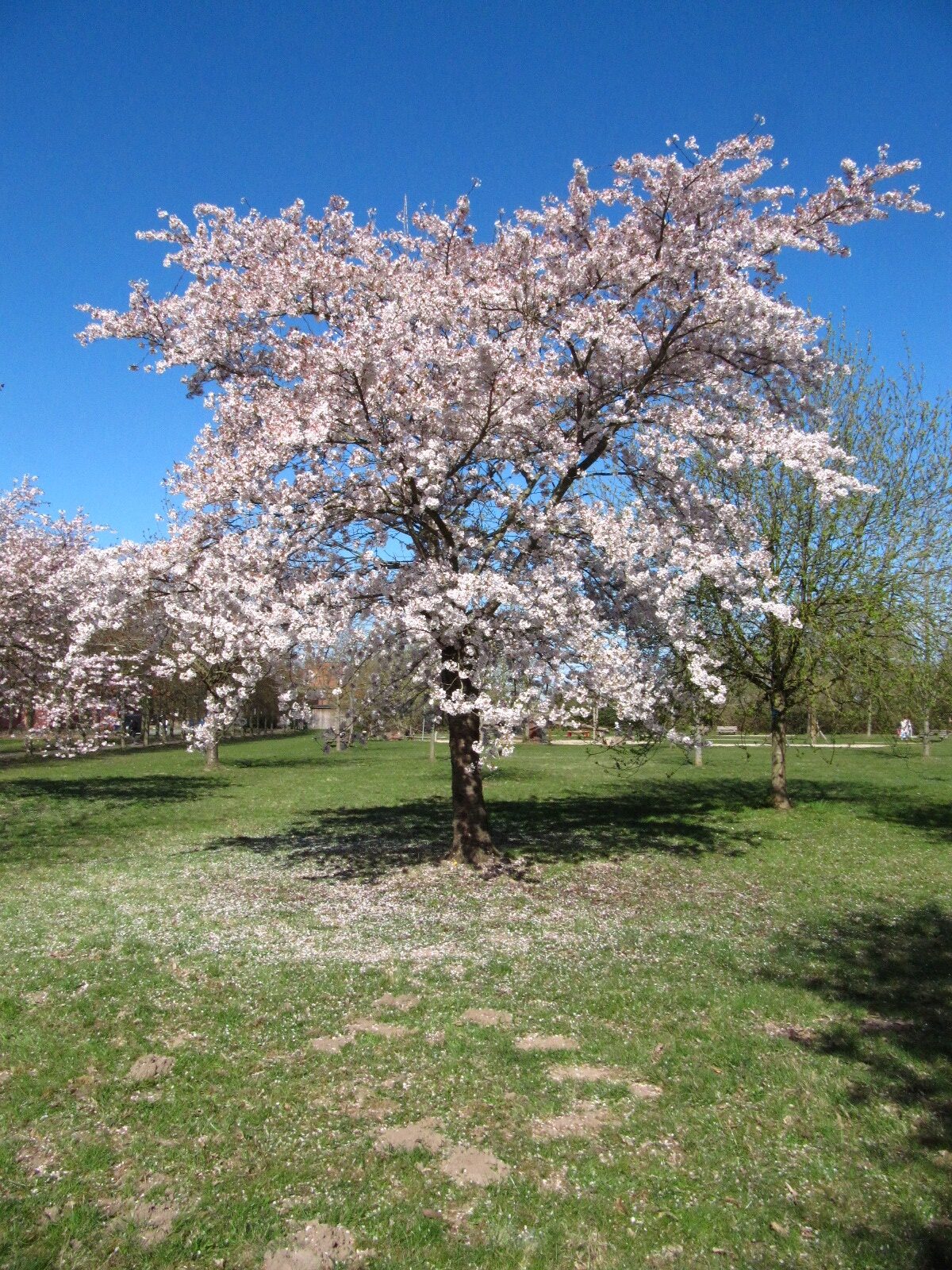 × yedoensis Prunus