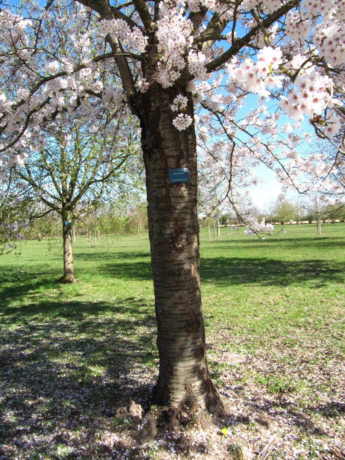 Prunus × yedoensis - Arboretum Thedinghausen - April 2025