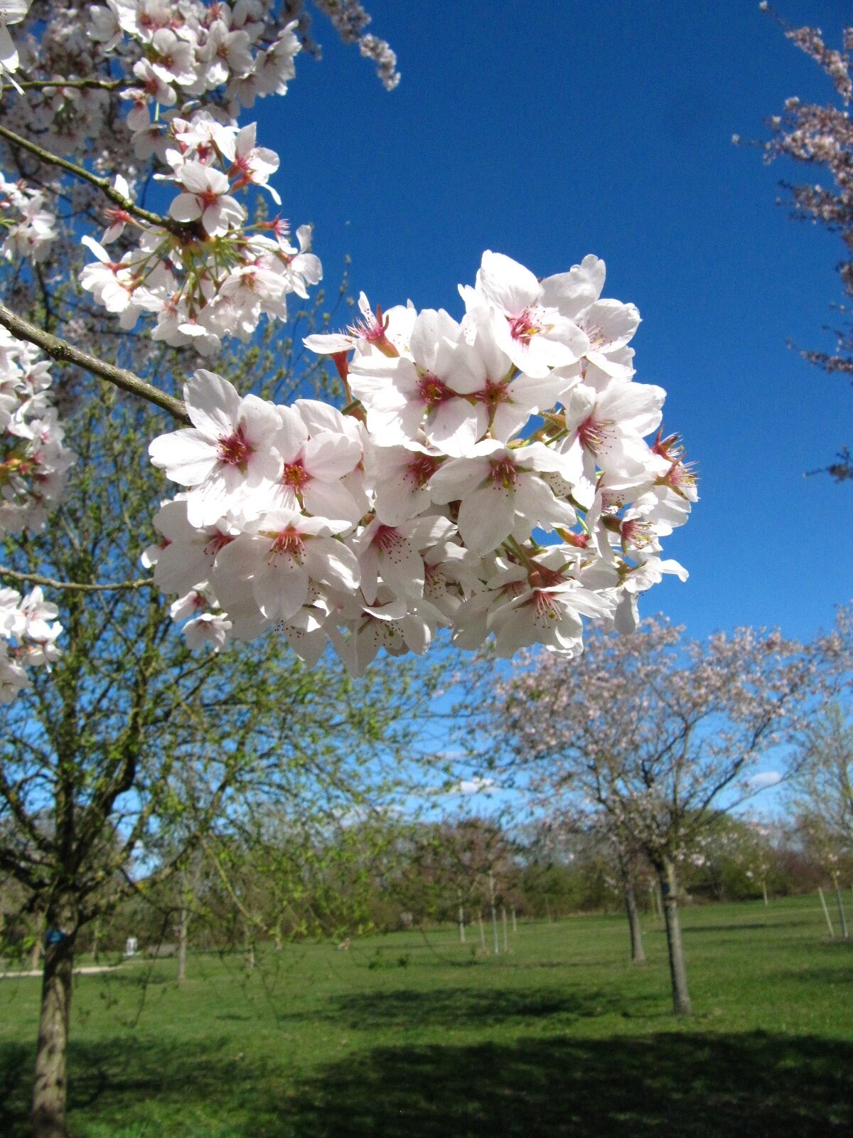 Prunus × yedoensis - Arboretum Thedinghausen - April 2025