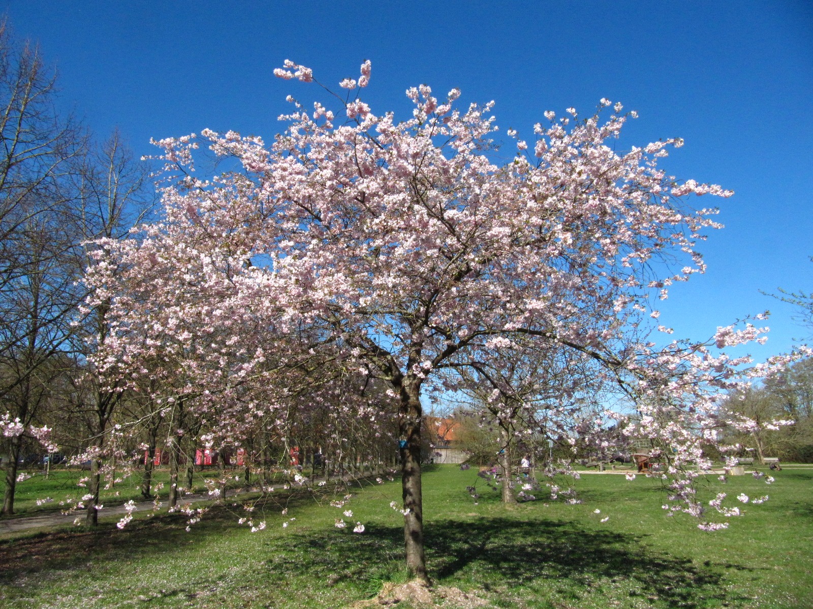 'Fukubana' × subhirtella Prunus