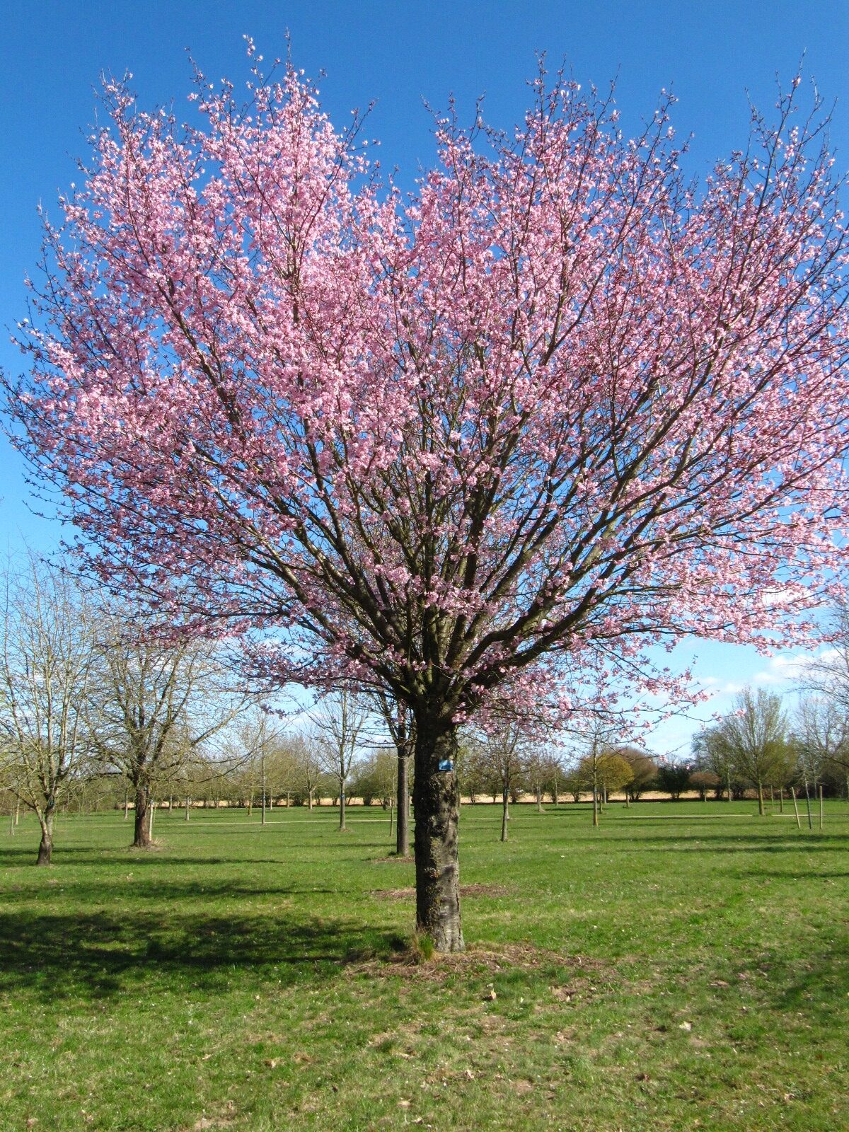 'Accolade' × subhirtella Prunus