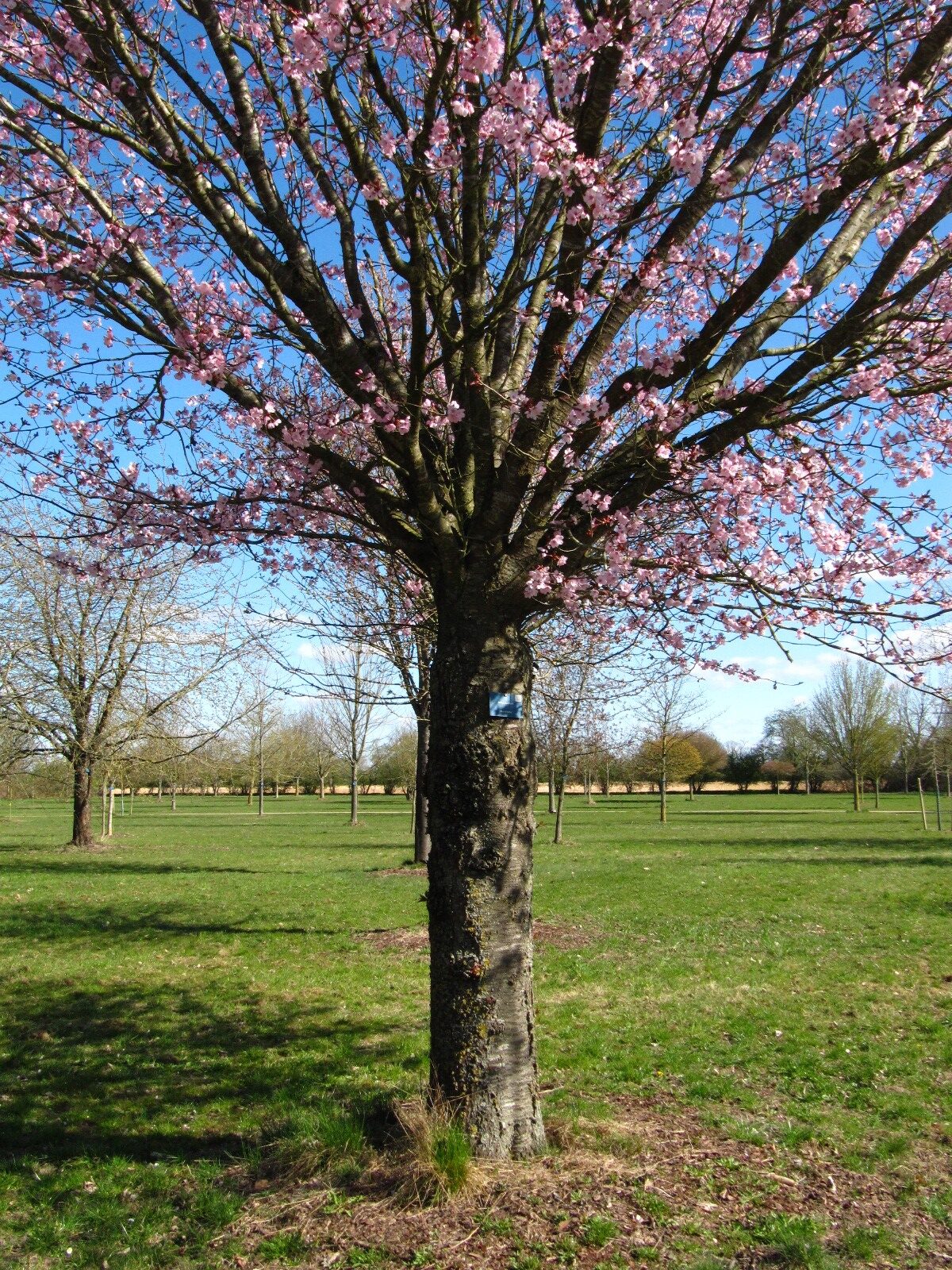 Prunus × subhirtella ''Accolade' - Arboretum Thedinghausen - April 2025