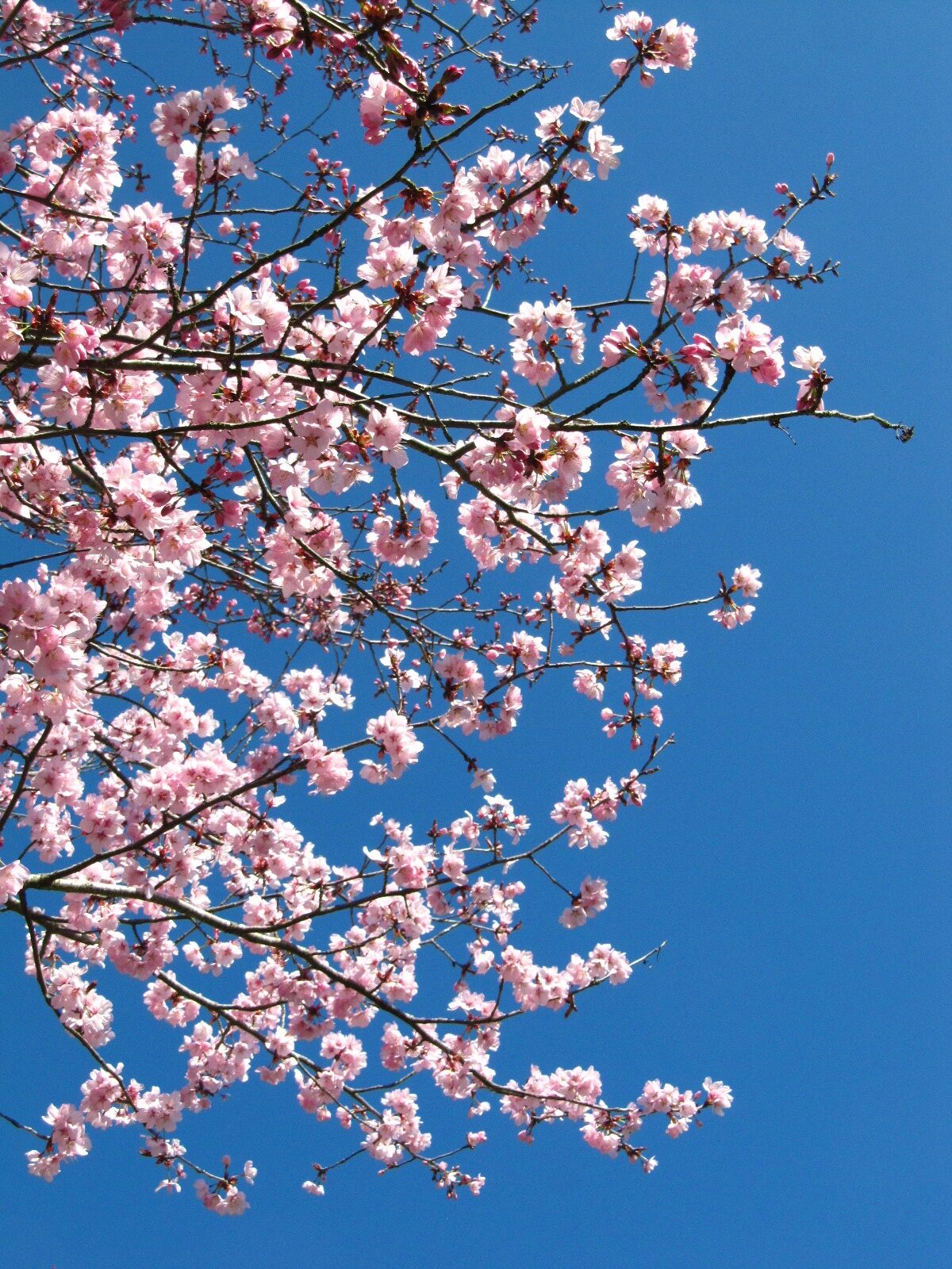 Prunus × subhirtella ''Accolade' - Arboretum Thedinghausen - April 2025